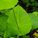 Smyrnium perfoliatum leaf picture by zmei (cc-by-sa)