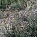Equisetum ramosissimum flower picture by Pons Ferré Josep (cc-by-sa)
