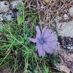 Lactuca perennis habit picture by Gui ferl (cc-by-sa)
