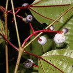 Miconia lateriflora fruit picture by Nelson Zamora Villalobos (cc-by-nc)