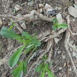 Pallenis maritima habit picture by Llandrich anna (cc-by-sa)
