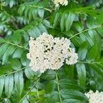 Sorbus scopulina flower picture by Adam Van Straten (cc-by-sa)