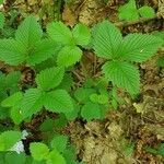 Fragaria viridis leaf picture by Chiara (cc-by-sa)