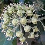 Hedera colchica flower picture by yohan ricard (cc-by-sa)