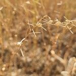 Camelina sativa fruit picture by Fernando SJL (cc-by-sa)