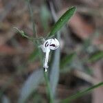 Andrographis paniculata flower picture by Prasanta Hembram (cc-by-sa)