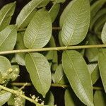 Zanthoxylum setulosum leaf picture by Nelson Zamora Villalobos (cc-by-nc)