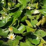 Nymphaea alba habit picture by Dieter Albrecht (cc-by-sa)
