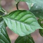 Psychotria cupularis leaf picture by R. Tournebize (cc-by-sa)