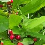 Erythroxylum coca fruit picture by Arboleda Fredy (cc-by-sa)