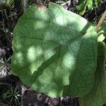 Coccoloba pubescens leaf picture by Pierre Bonnet (cc-by-sa)