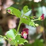 Scrophularia peregrina flower picture by Sergio costantini (cc-by-sa)