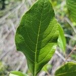 Aronia arbutifolia leaf picture by Matthew Horrigan (cc-by-sa)