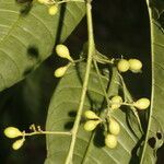 Cestrum racemosum fruit picture by Nelson Zamora Villalobos (cc-by-nc)