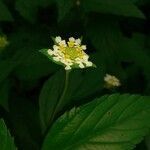 Lantana achyranthifolia flower picture by Barrera Rodríguez Rodrigo Rubén (cc-by-sa)