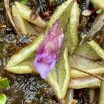 Pinguicula calyptrata leaf picture by Fabien Anthelme (cc-by-sa)