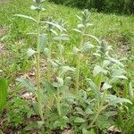 Stachys germanica habit picture by Chickpea (cc-by-sa)
