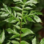Dracontium polyphyllum leaf picture by R. Tournebize (cc-by-sa)