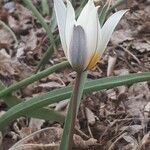 Tulipa biflora flower picture by Meghdad855 M7 (cc-by-sa)