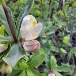 Lonicera pyrenaica flower picture by Bubz Pinson (cc-by-sa)