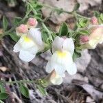 Antirrhinum pulverulentum flower picture by Diego Alex (cc-by-sa)