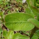 Asclepias viridis leaf picture by Joshua Kuykendall (cc-by-sa)