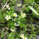 Ranunculus trichophyllus habit picture by huy HO (cc-by-sa)