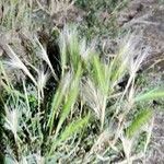 Hordeum jubatum leaf picture by Mark Smithson (cc-by-sa)