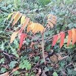 Rhus coriaria habit picture by Blandine Masson (cc-by-sa)