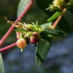 Euphorbia nutans fruit picture by Llandrich anna (cc-by-sa)
