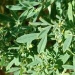 Astragalus hamosus leaf picture by Alain Lagrave (cc-by-sa)
