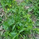 Ranunculus abortivus habit picture by Keith Gebhardt (cc-by-sa)