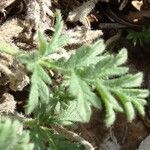 Erodium foetidum (l.) l'hér. leaf picture by Alain Bigou (cc-by-sa)