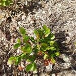 Vaccinium myrtillus leaf picture by Camacho Luis (cc-by-sa)