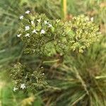 Valeriana officinalis fruit picture by odile maury (cc-by-sa)