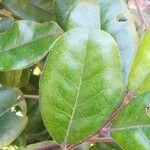 Diospyros impolita leaf picture by Coordination Endemia (cc-by-sa)