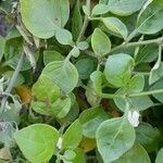 Salpichroa origanifolia habit picture by Trap Hers (cc-by-sa)