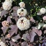 Physocarpus opulifolius flower picture by Julia (cc-by-sa)