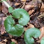 Asarum europaeum leaf picture by Thomas Walczak (cc-by-sa)