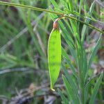 Vicia peregrina fruit picture by Emanuele Santarelli (cc-by-sa)