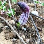 Arisarum simorrhinum flower picture by Dieter Schulten (cc-by-sa)