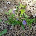 Viola canina habit picture by Olivier Brosseau (cc-by-sa)