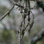 Sophora denudata fruit picture by E. Mouysset (cc-by-sa)