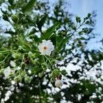 Nyctanthes arbor-tristis flower picture by Varun Vanchi (cc-by-sa)