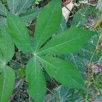 Manihot esculenta leaf picture by Ragesh Ragesh R (cc-by-sa)
