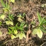 Helleborus viridis habit picture by superleolo (cc-by-sa)