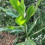 Costus barbatus leaf picture by Castro Minor (cc-by-sa)