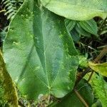 Ficus mauritiana leaf picture by bruno trebel (cc-by-sa)