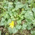 Ranunculus ficaria habit picture by michel cosme (cc-by-sa)