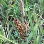Carex flacca fruit picture by Diego Alex (cc-by-sa)